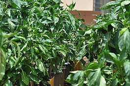 辣椒,農(nóng)業(yè),性質(zhì)