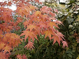 楓葉,秋季樹葉,植物園