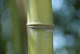 竹,草,性質(zhì)