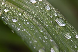 葉子,雨滴,花園