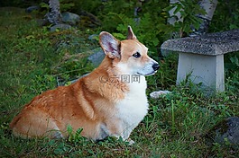 狗,寵物,動(dòng)物
