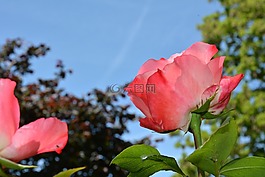 玫瑰,花園,粉紅色