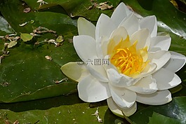 水中百合,池塘,花卉
