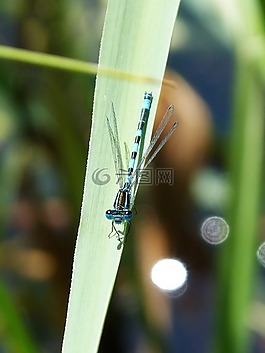 蜻蜓,葉,飛行昆蟲