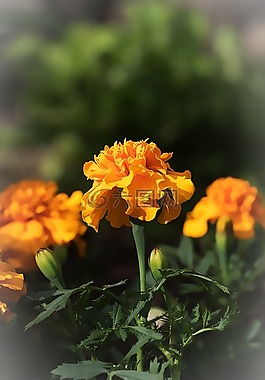 萬壽菊,金盞花,土耳其康乃馨