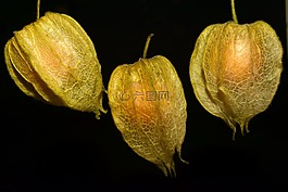 酸漿,水果,美味