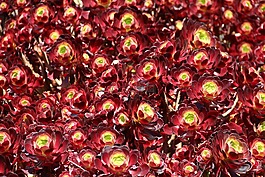 紅色,布什,花