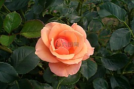 花,玫瑰,夏季
