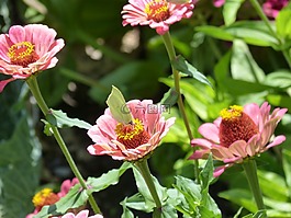 鲜花,蝴蝶,libar