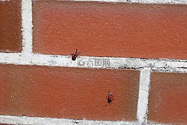 火的bug,动物,墙