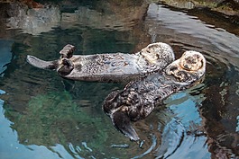 輕松,里斯本,水族館
