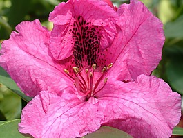 杜鵑,開花,春天