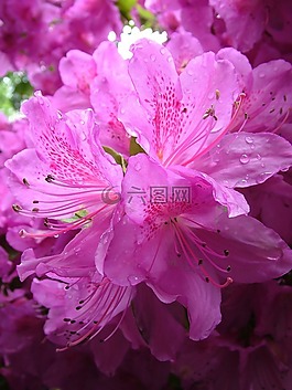 杜鵑,開花,春天
