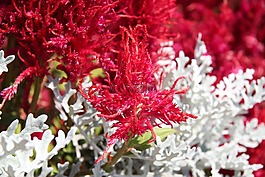 落新婦,鮮花,花園