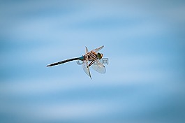 蜻蜓,飛行,昆蟲