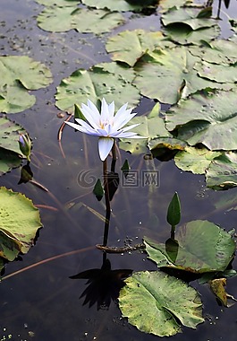 蓮花,gwangokji,鮮花