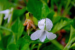 花,白,綠色