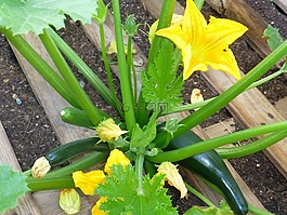 夏南瓜,蔬菜,西葫蘆花