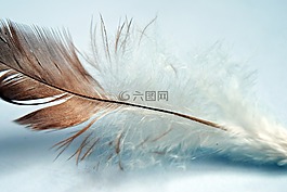 羽毛,單,鳥
