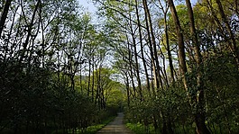 森林,自然,綠色植物