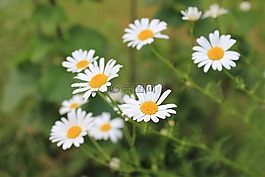 雛菊,指出花,白