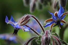 琉璃苣,野生花卉,花园