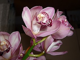 蘭花,開(kāi)花,廠