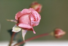 玫瑰,植物,開花