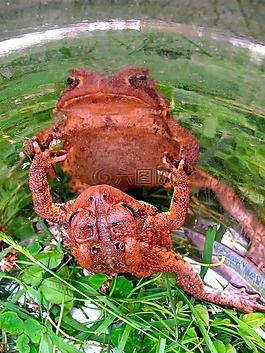 青蛙,蟾蜍,兩棲類