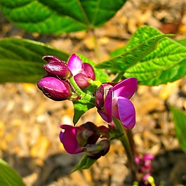 花园,豆类,蔬菜