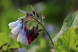 雛菊,野花,性質