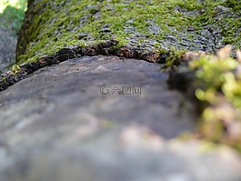 性質(zhì),樹,吠