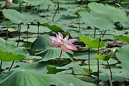 蓮花,越南,性質(zhì)