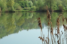 湖,蘆葦,水