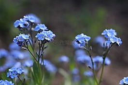 紫,野生花卉,性質(zhì)