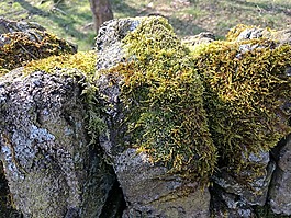 苔,綠化,drystone壁