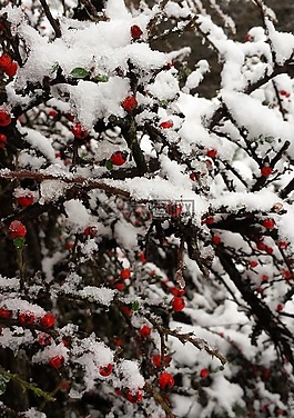 冬天,雪,寒冬