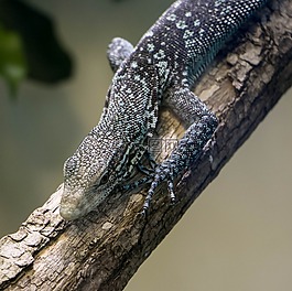 蜥蜴,動物園,蘇黎世
