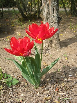 郁金香,紅色,春天