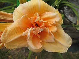 萱草,鮮花,花園