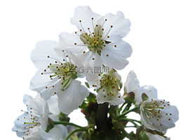 櫻花,地獄,白