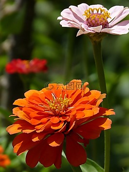 鮮花,花園,顏色