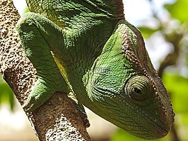 野生動物,自然,爬行動物