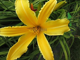 萱草,花園,鮮花
