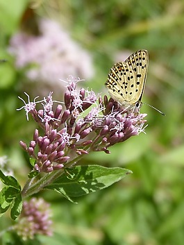 melitaea deione,蝴蝶,为平整 conillets