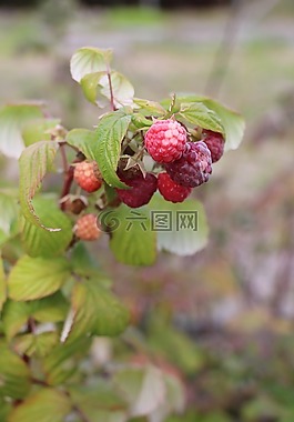 覆盆子,有機,枝杈