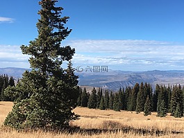 針葉樹,山,自然