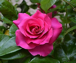 花,羅莎,鮮花