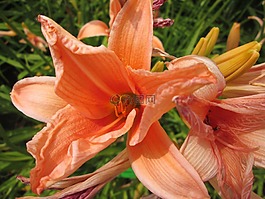 萱草,鮮花,花園