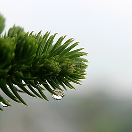 滴,露水,水